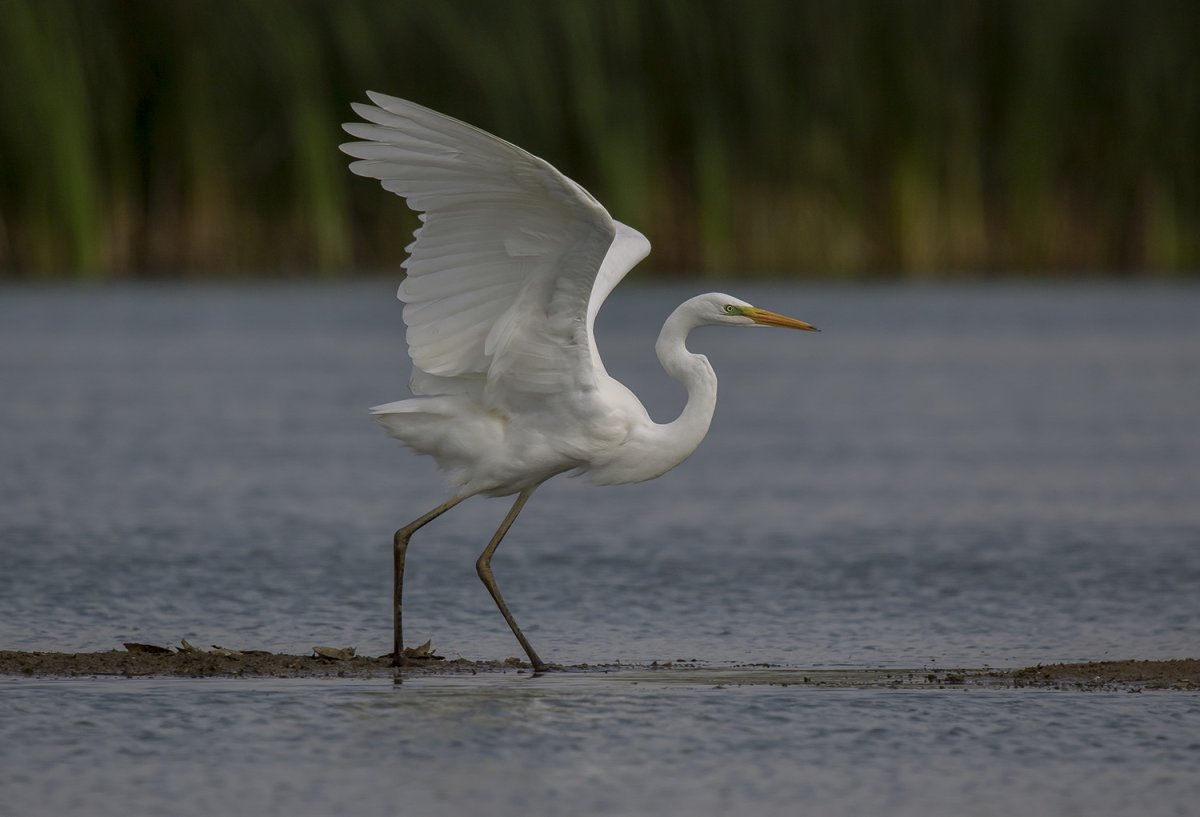 Большая белая цапля — Casmerodius Albus.
