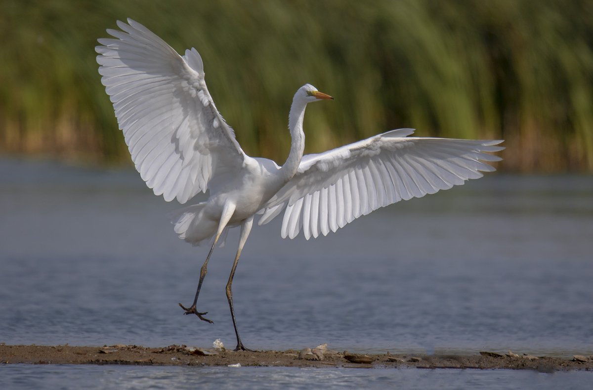 Цапля белая большая Смоленская область