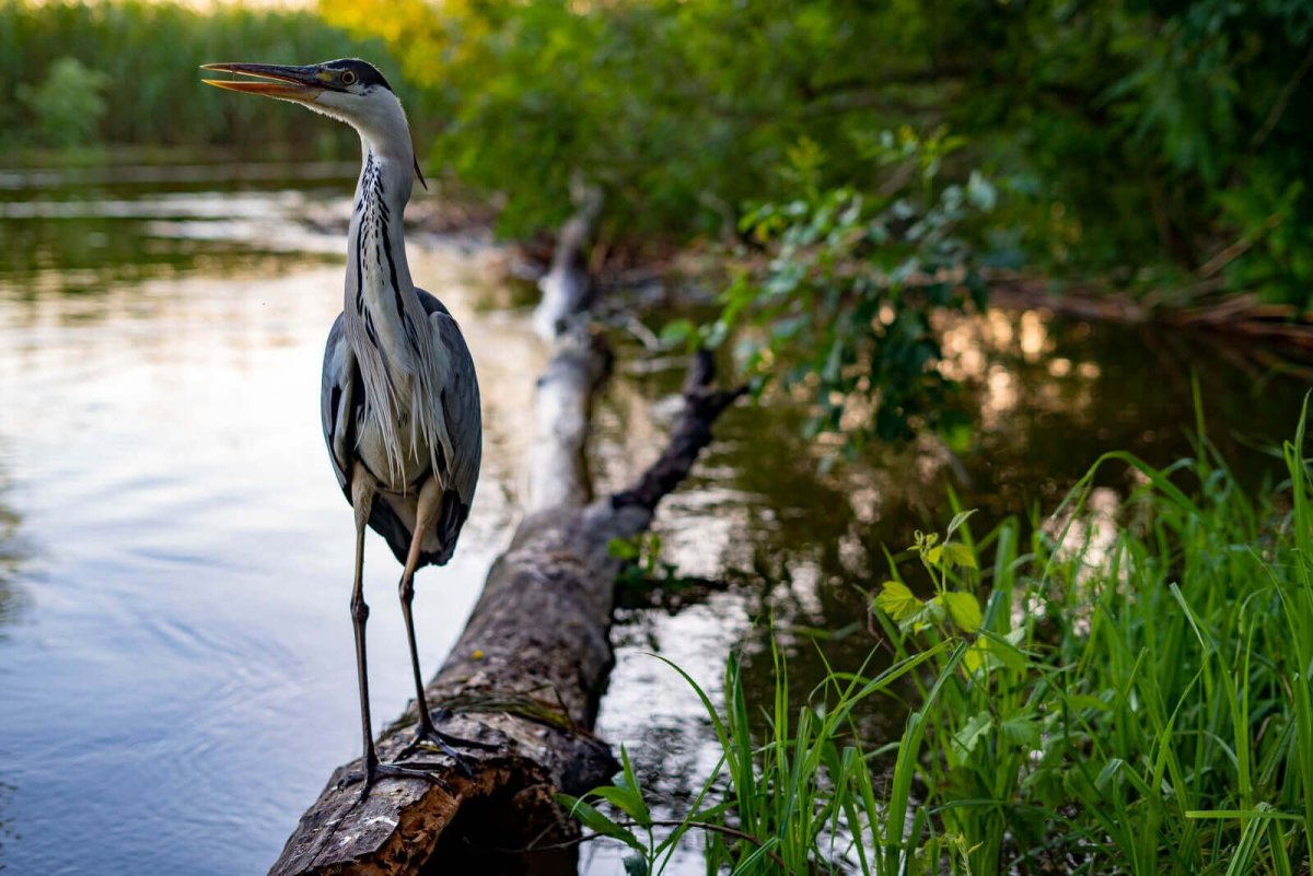 Астрахань заповедник