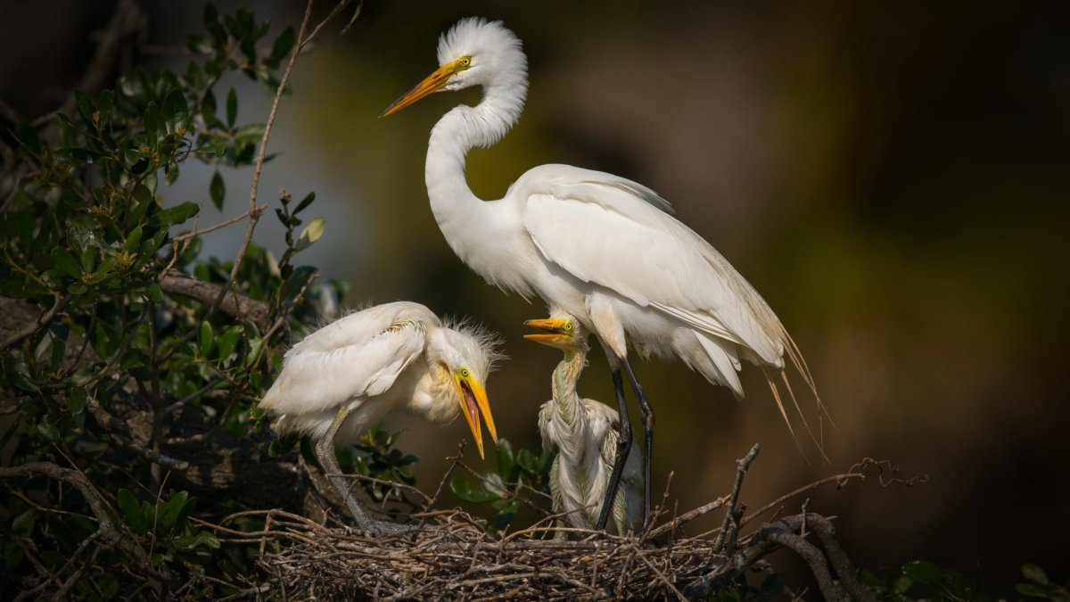 Птенец Цапли