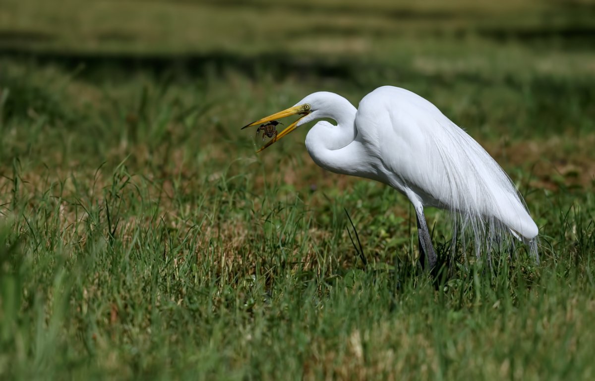 Большая белая цапля (лат. Ardea Alba)