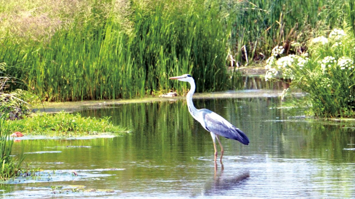 Природа озера цапля