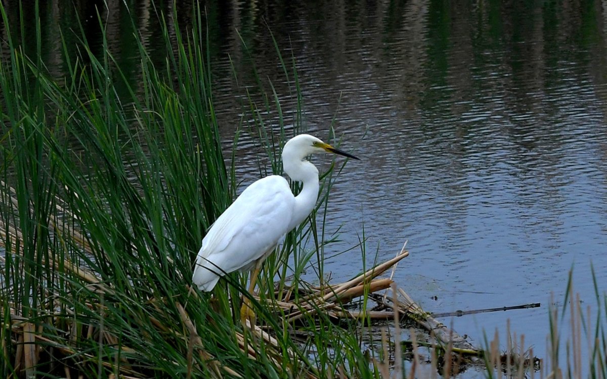 Белая Болотная цапля