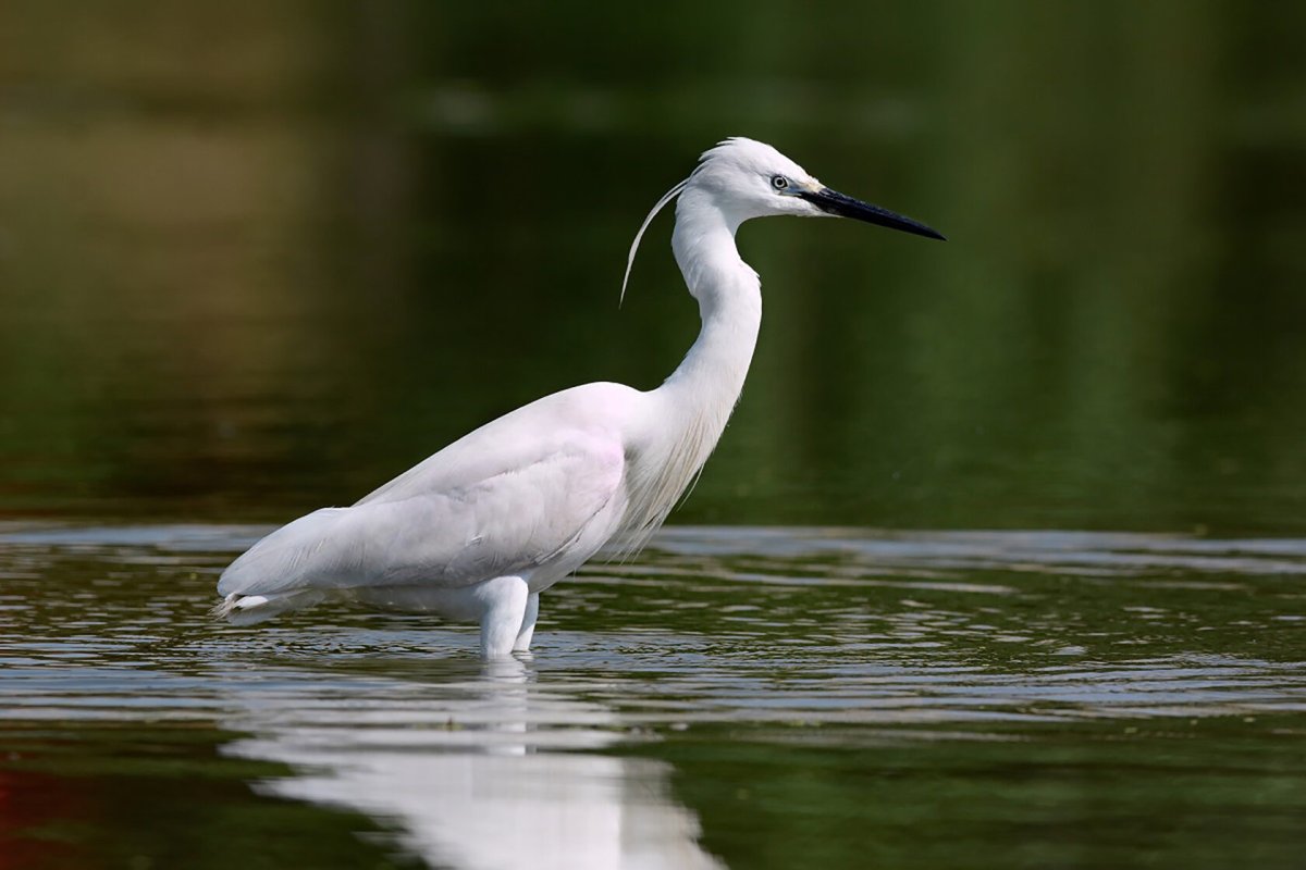 Белая цапля Белоруссии