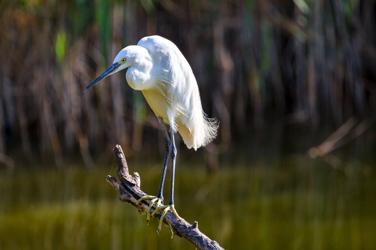 Малая белая цапля