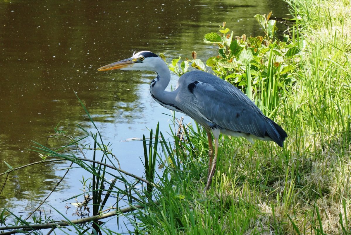 Болотная цапля