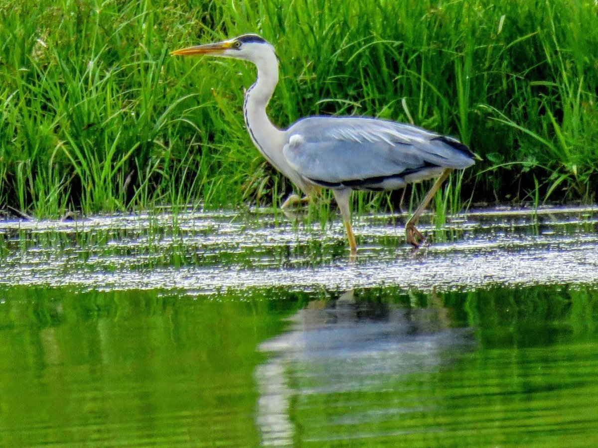 Мадагаскарская Прудовая цапля