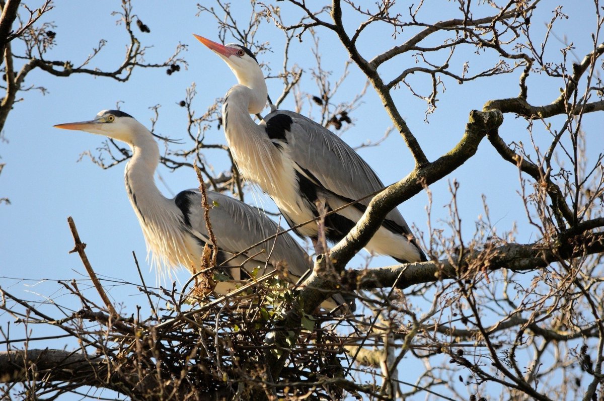 Большая белая цапля гнездо