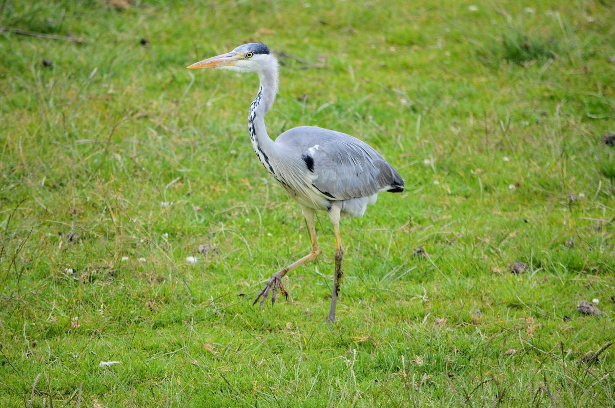 Цапля Херон Престон