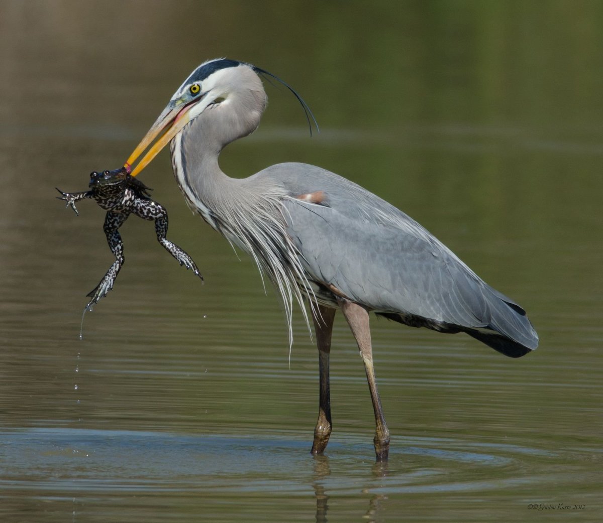 Голенастые Аистообразные