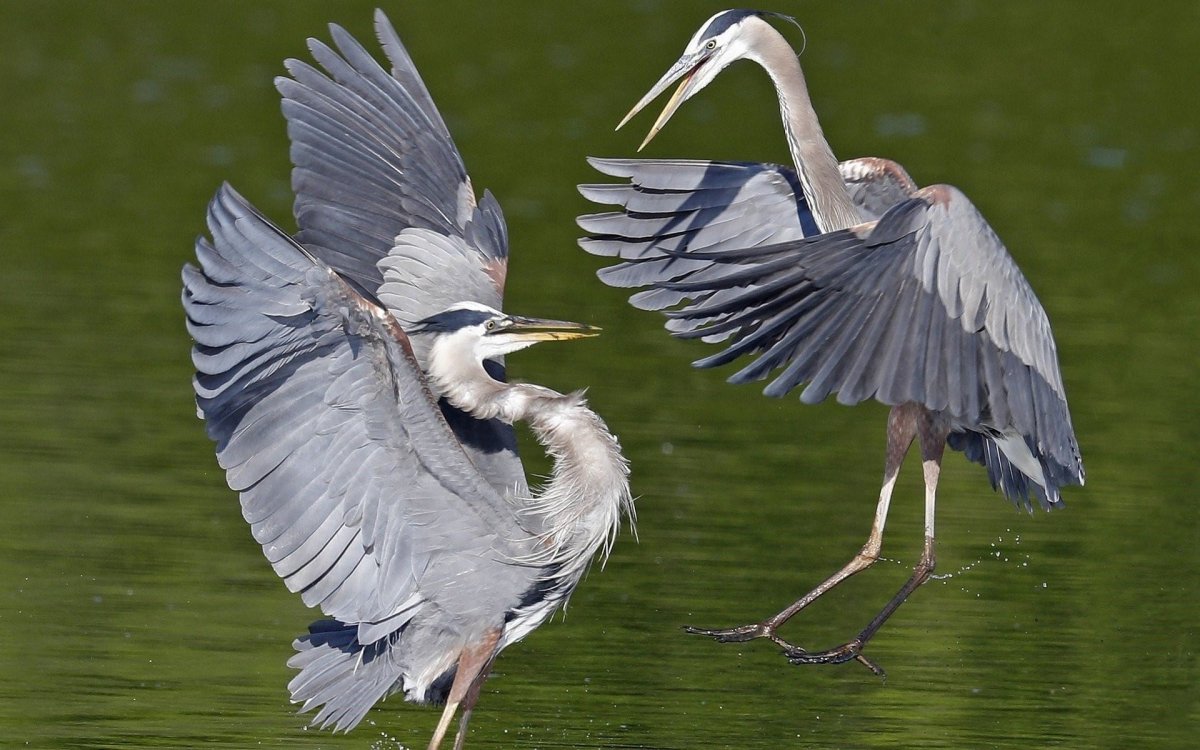Японская цапля