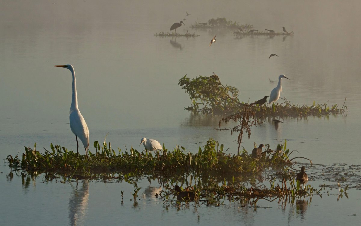 Шишкин Цапли на болоте