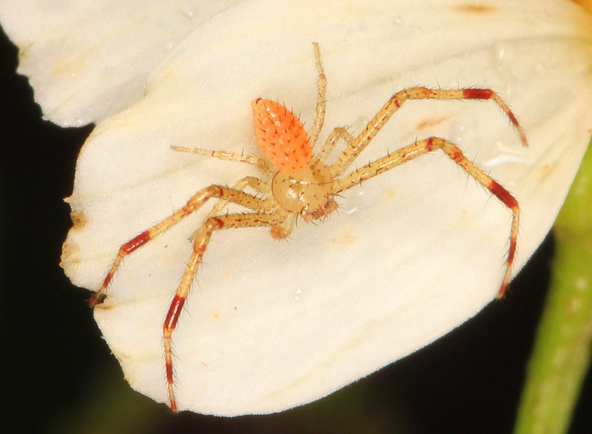 Восьмиточечный паук-краб
