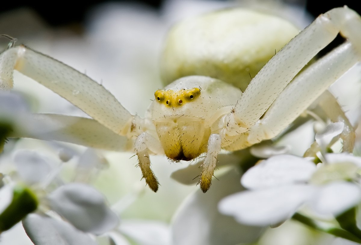 Паук краб хамелеон
