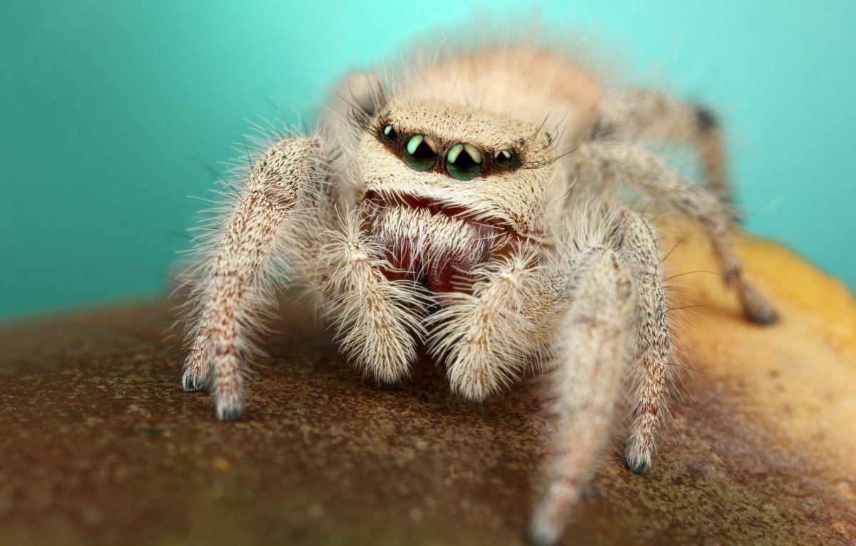Милые пушистые пауки