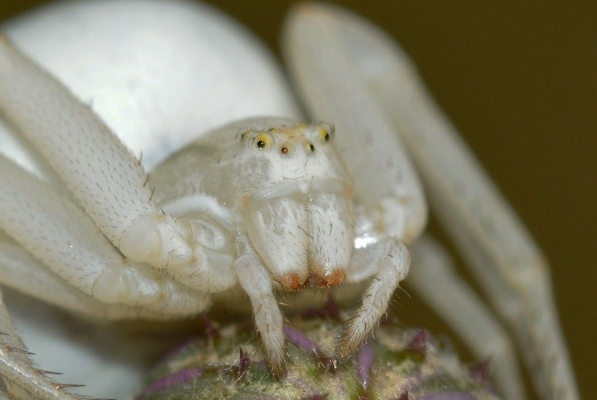 Misumena vatia паук