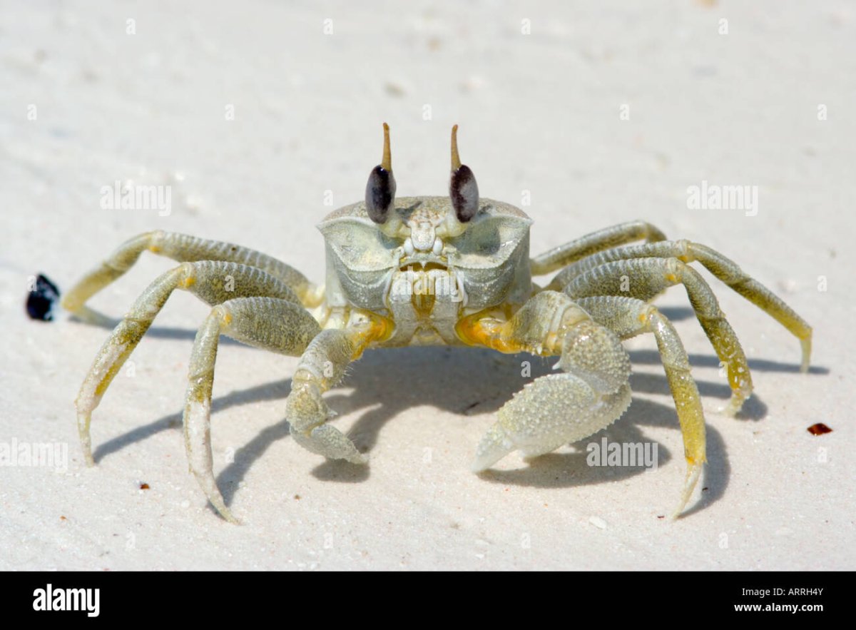 Занзибарский краб