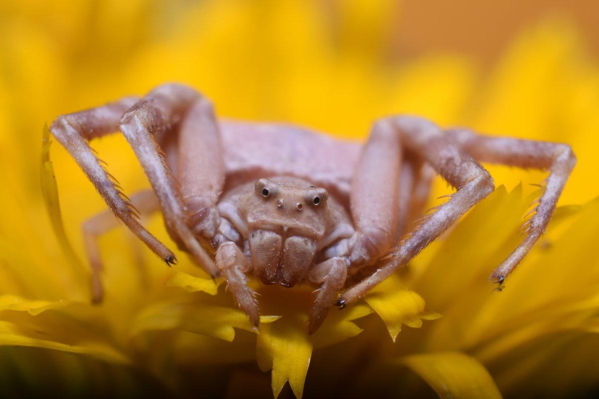 Паук краб ядовитый