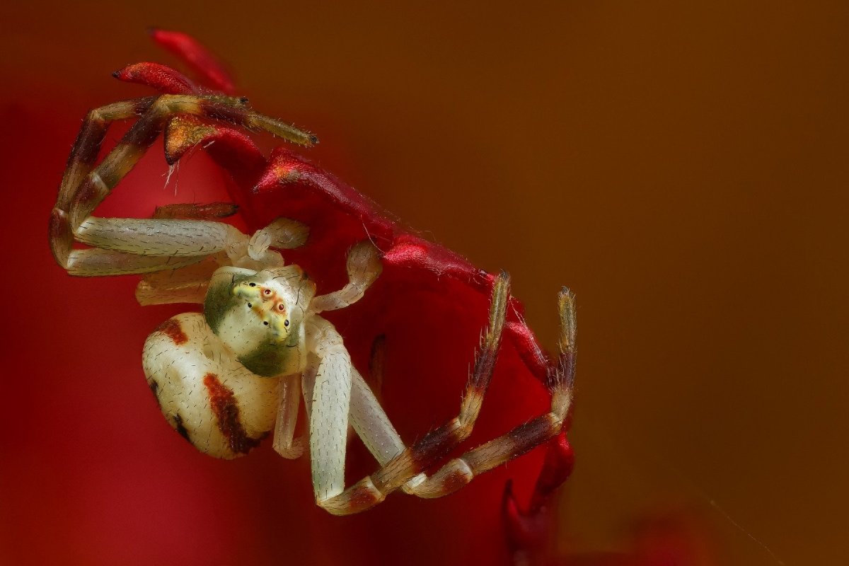 Паук бокоход красный