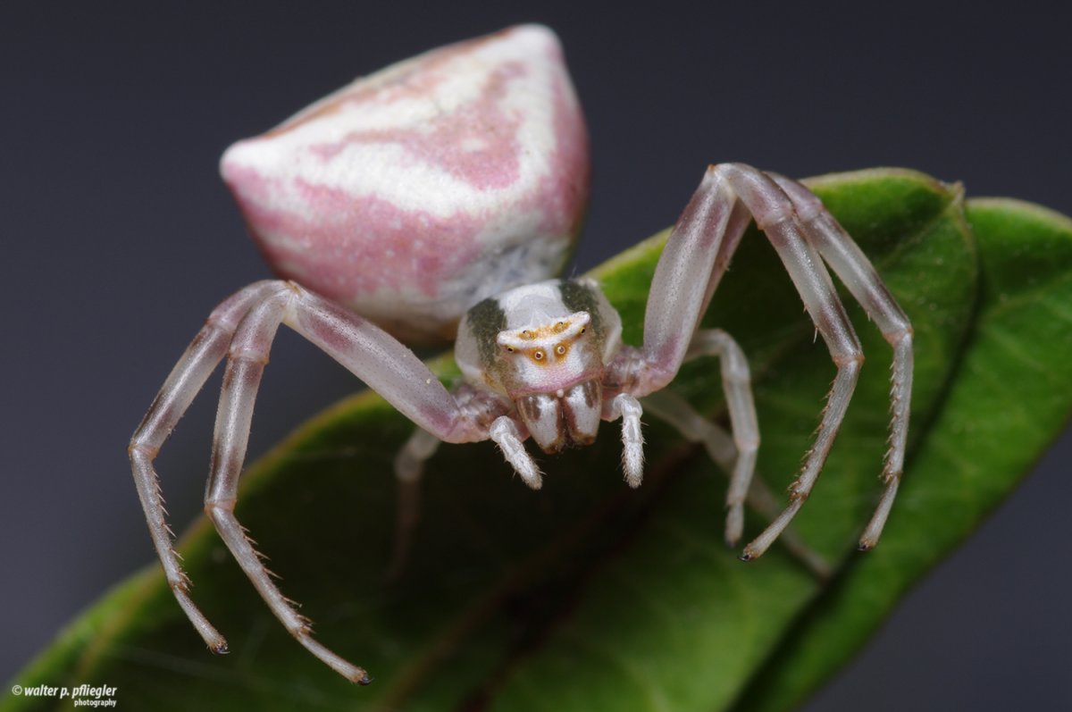 Тропический паук педипальпида