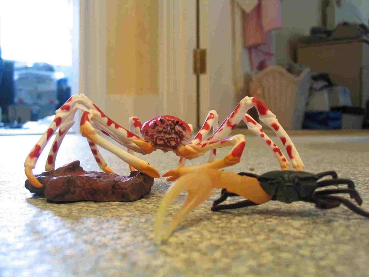 Восьмипятнистый крабовый паук