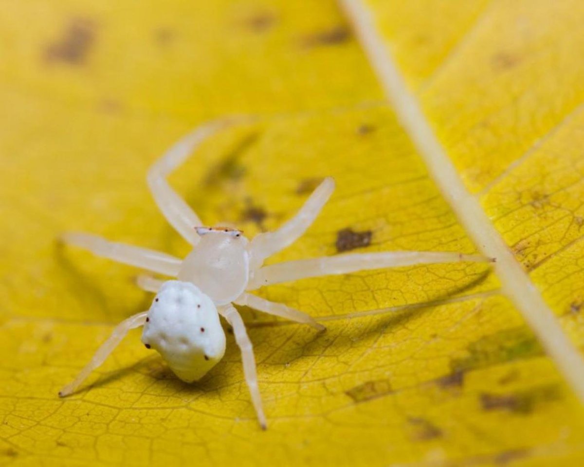Белый паук фото