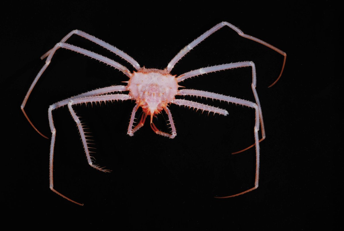 Японский краб-паук арт