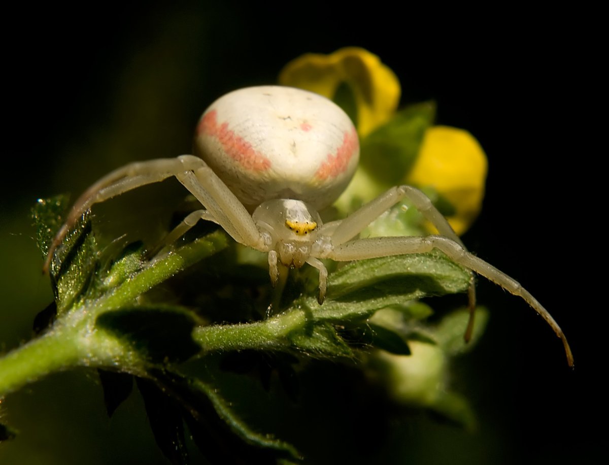 Паук краб бокоход
