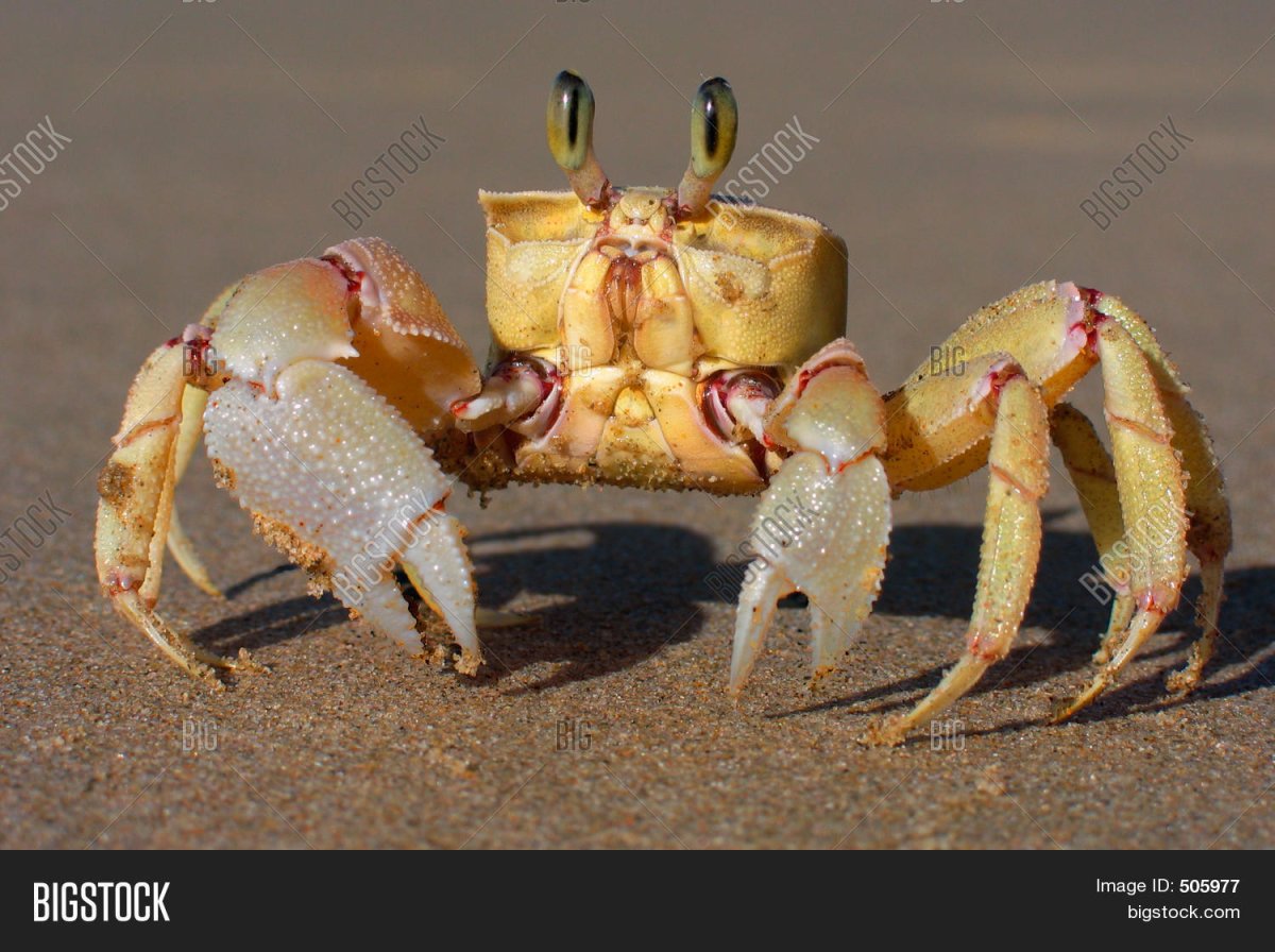 Глаза краба