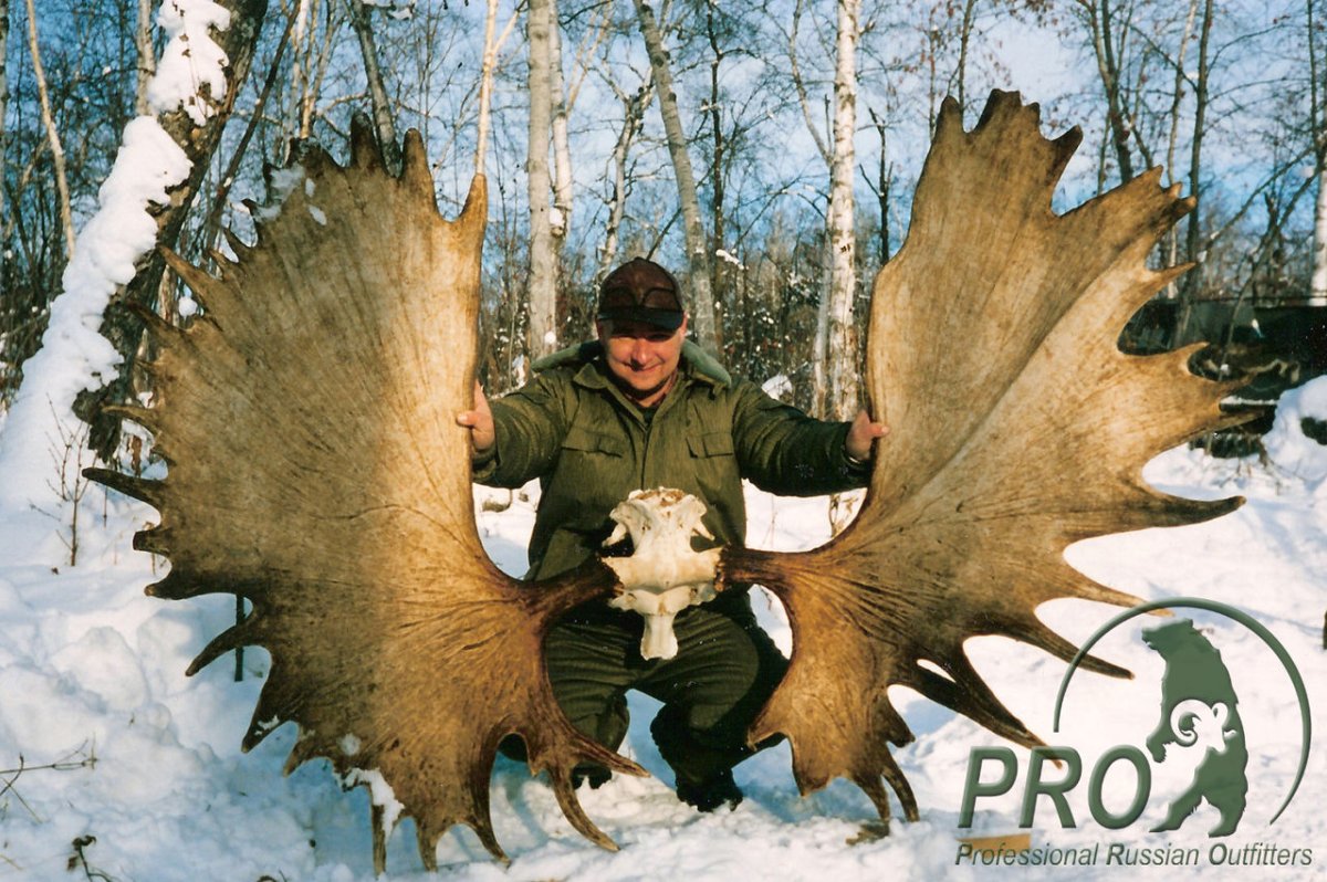 Большие рога лося