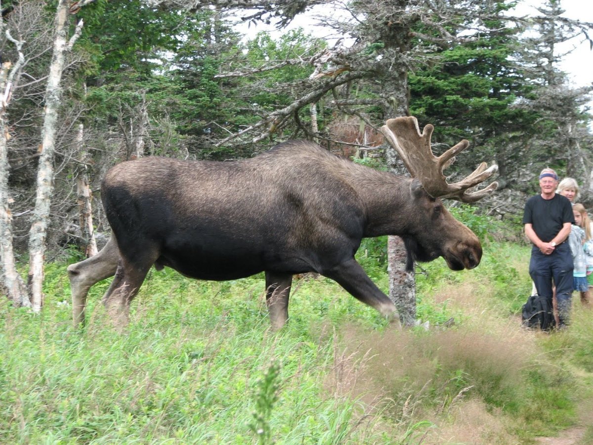 Лось Сохатый гигант