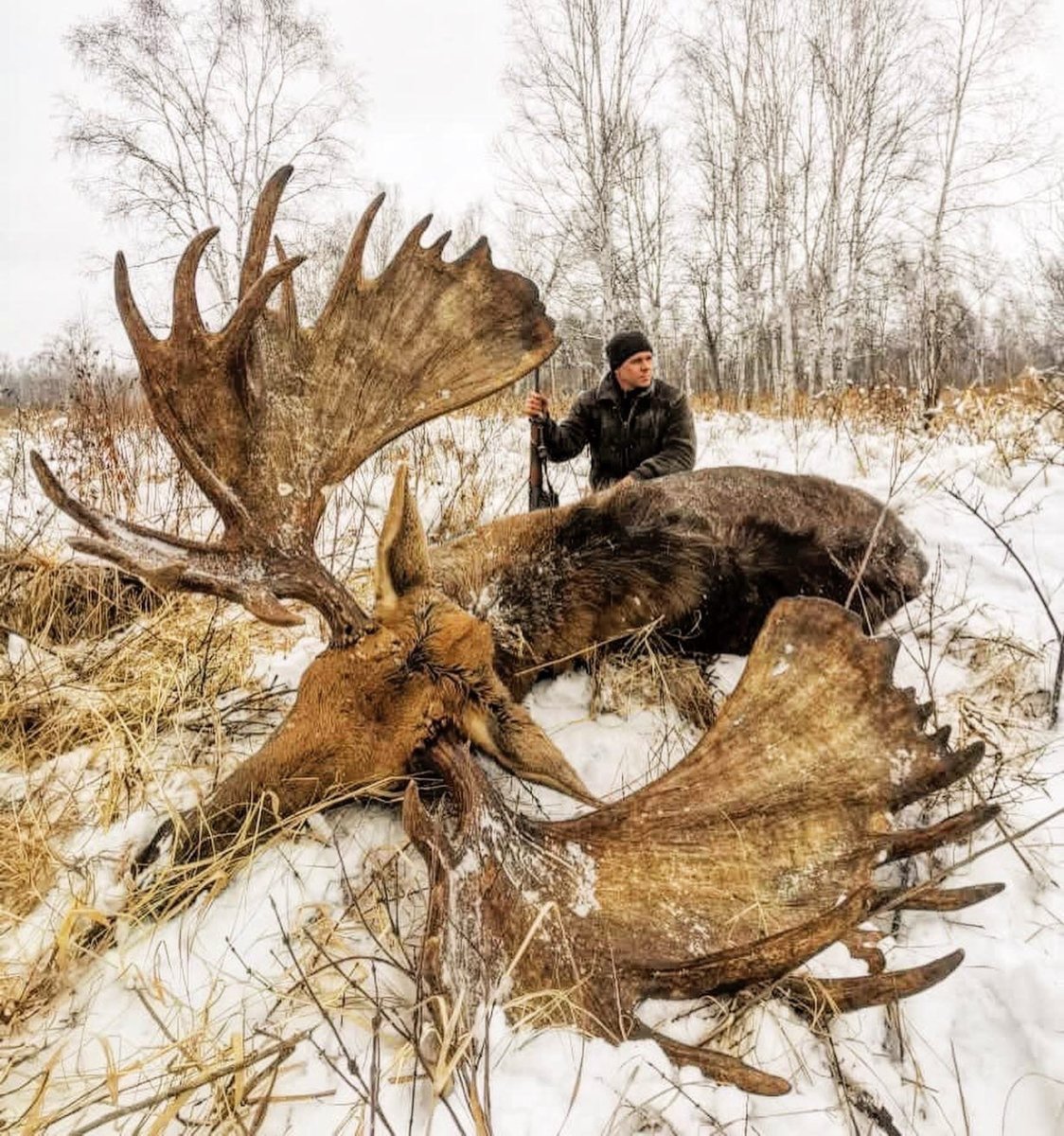 Трофейные лоси Камчатка