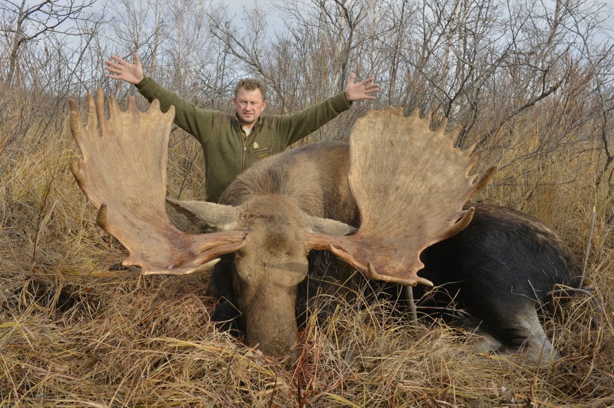 Самый большой лось в россии