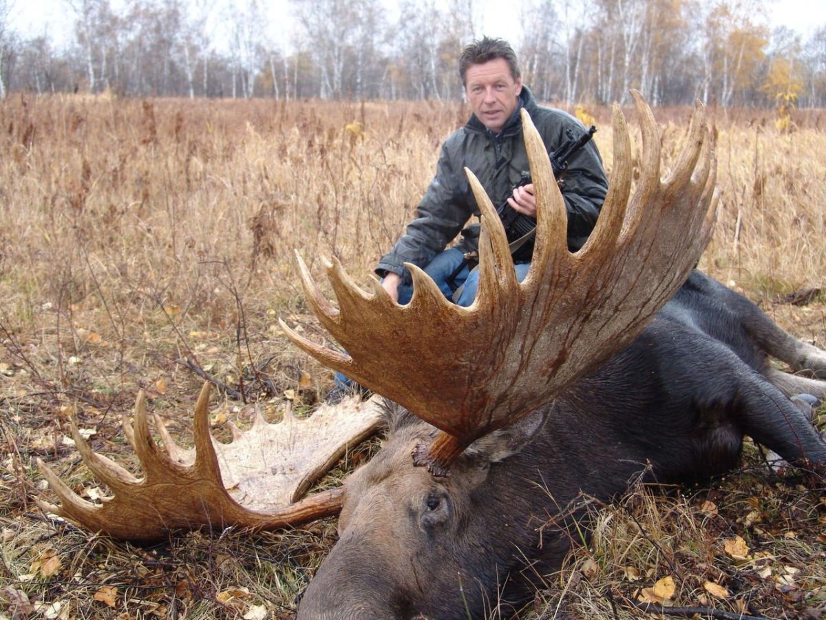 Лось с огромными рогами