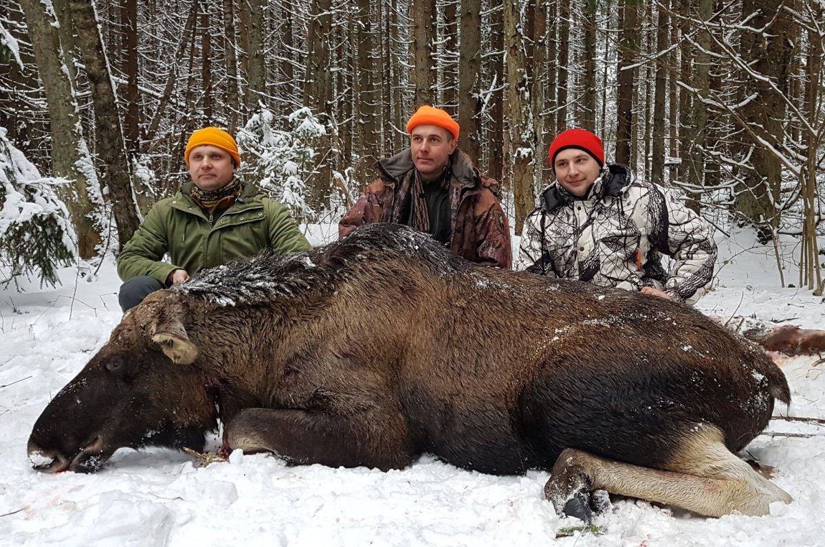 Лось 12 Рожков