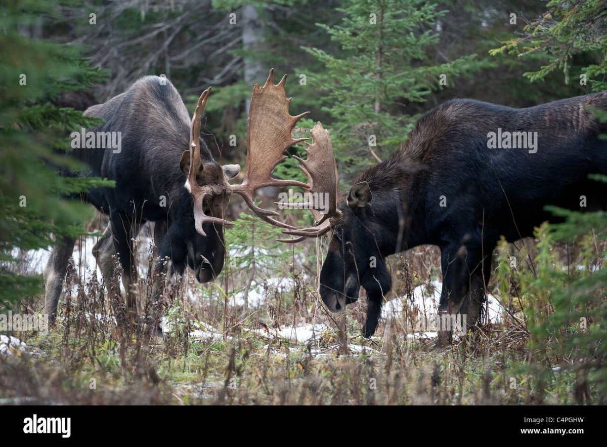 Квебекский Лось