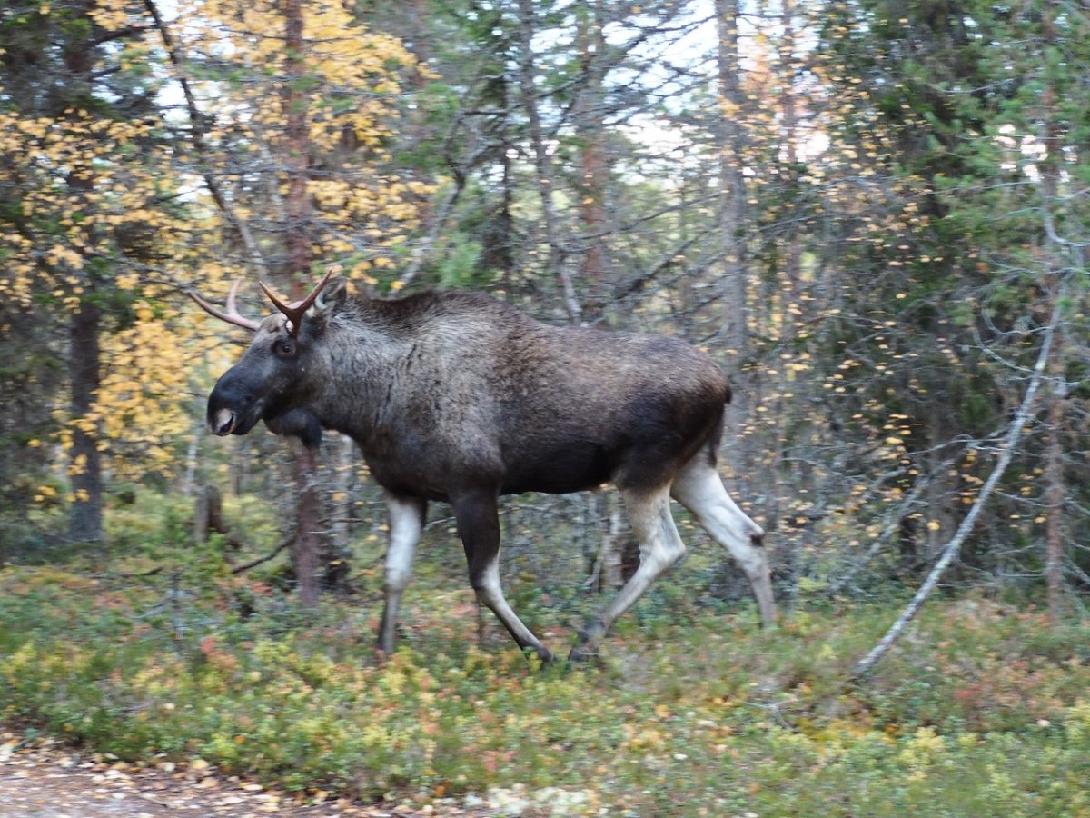 Лось ест грибы
