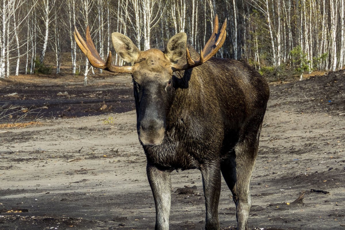 Лось спереди