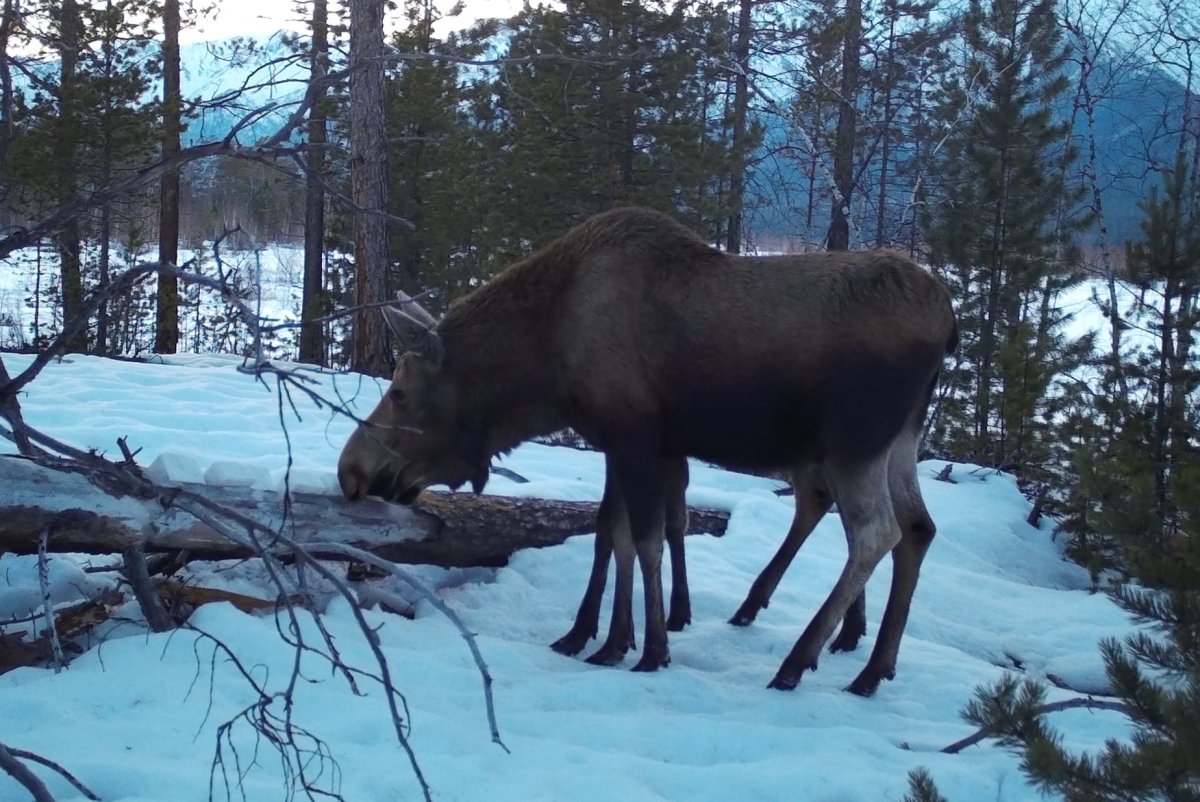 Байкальский заповедник Лось
