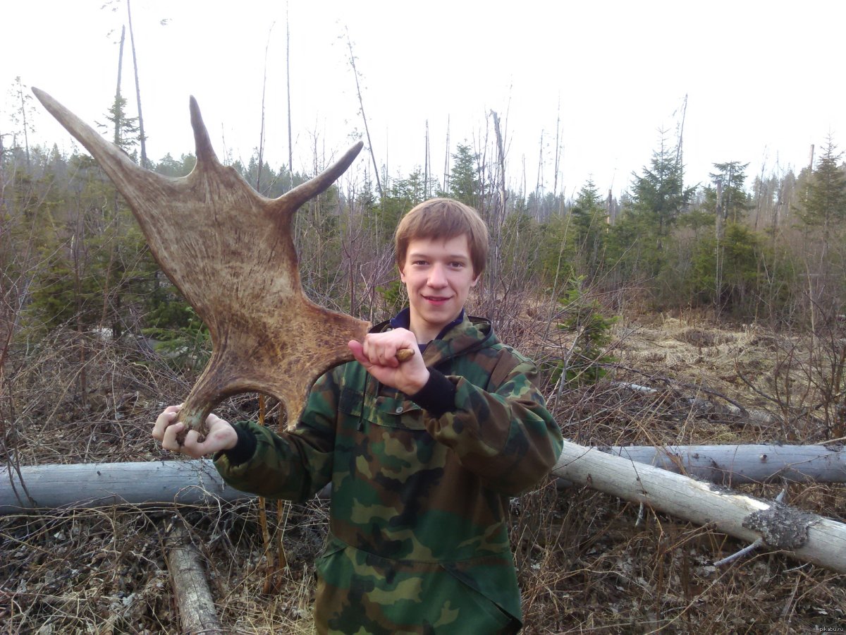 Лосиные рога в лесу