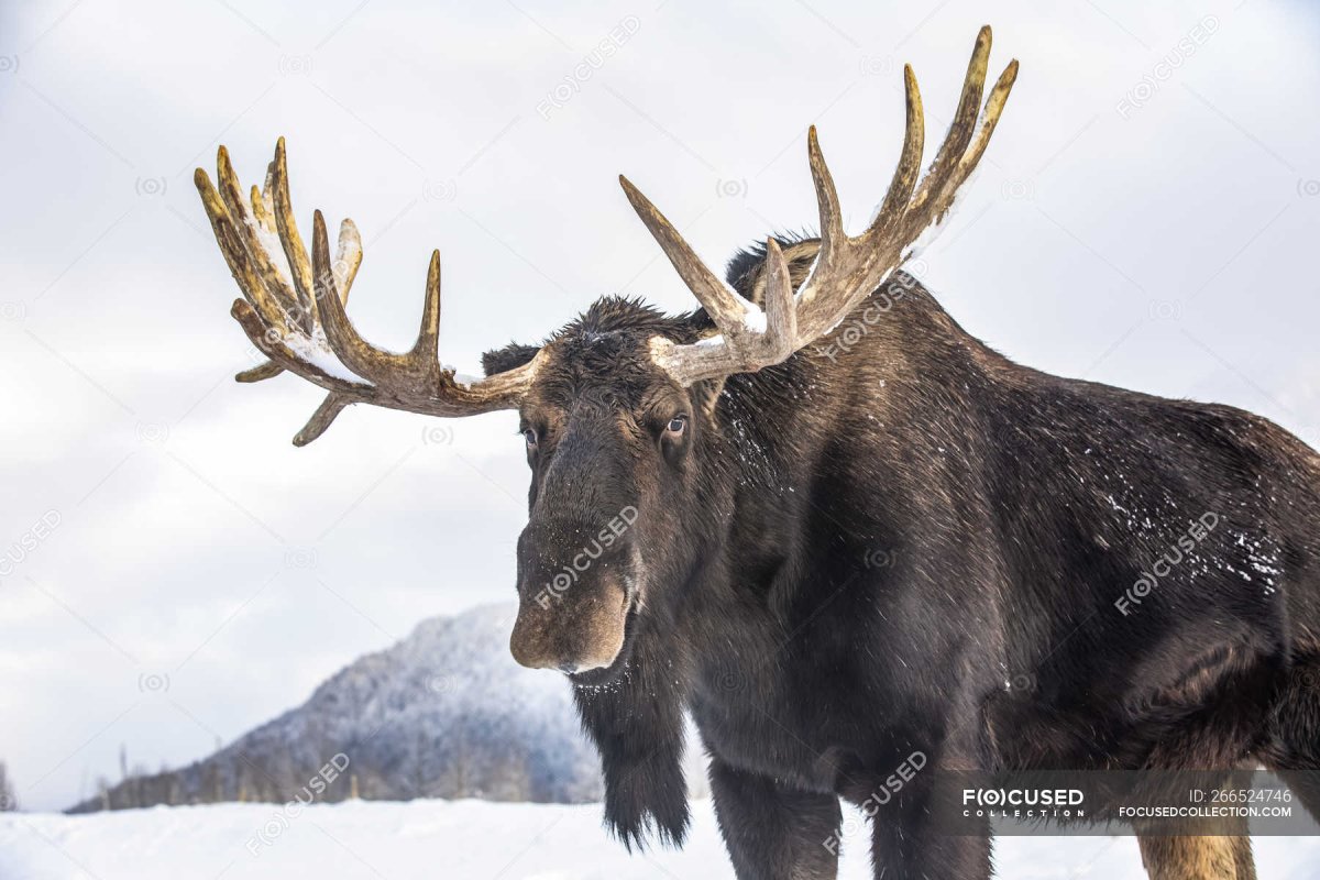 Огромный бык лося