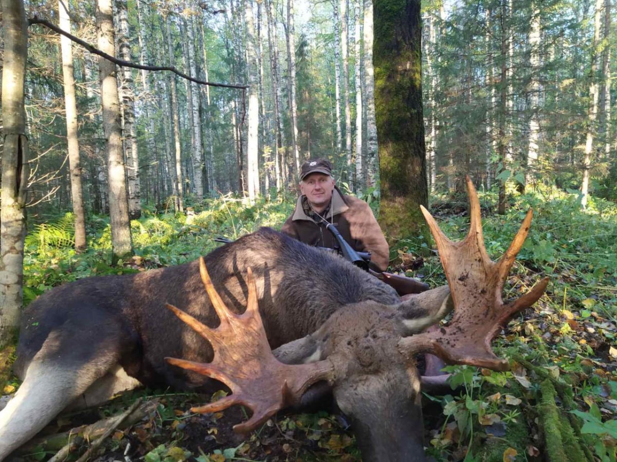 Лось Пермского края