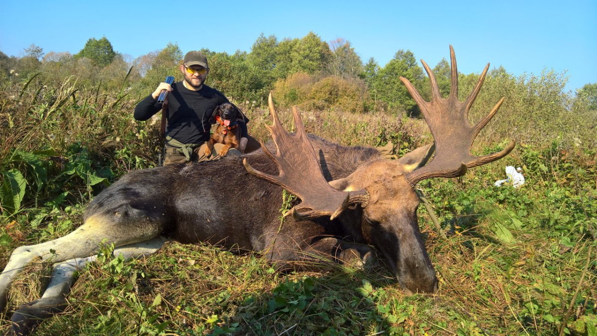 Трофейные рога изюбря