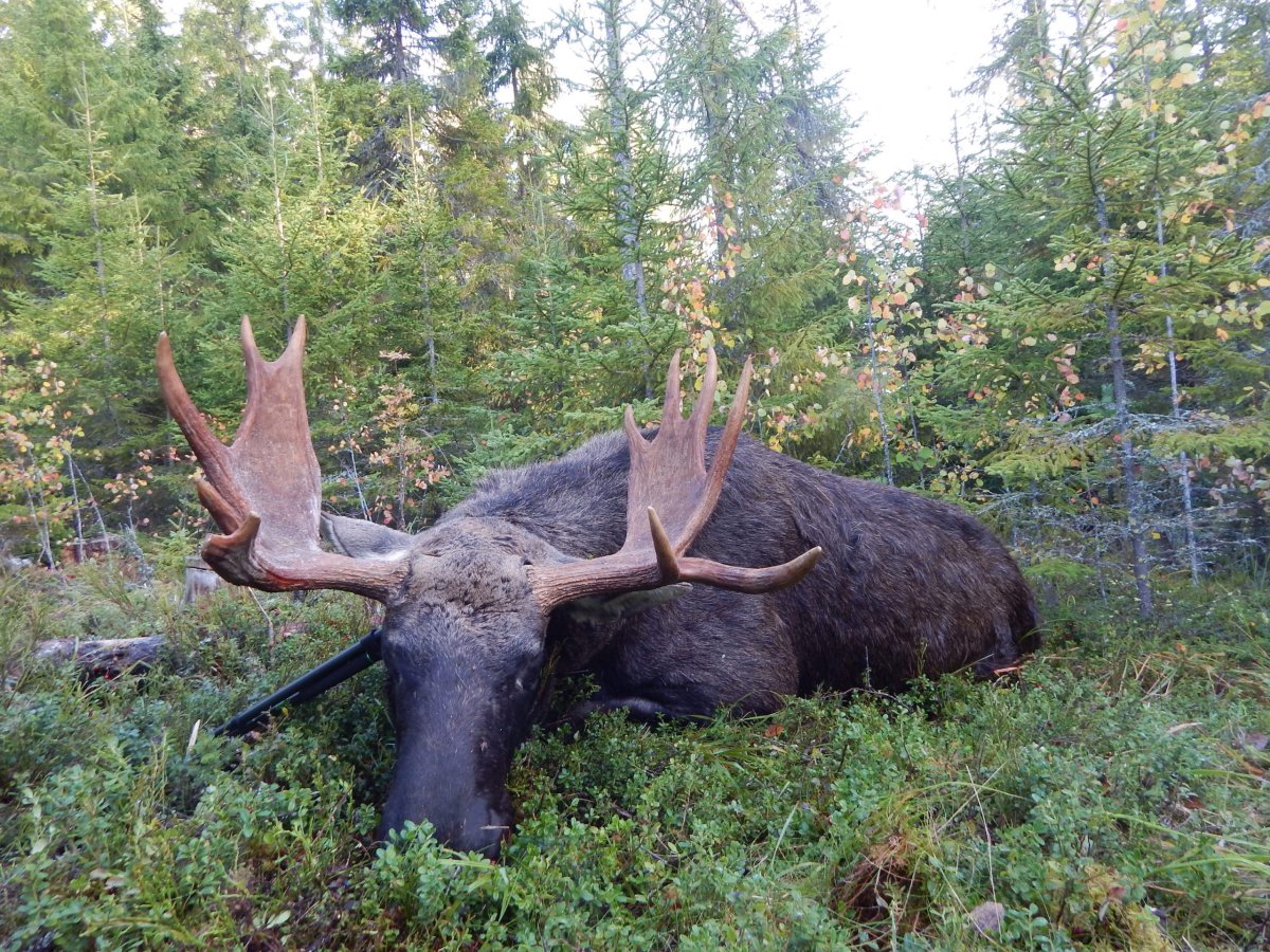 Мянтюкоски Карелия лоси