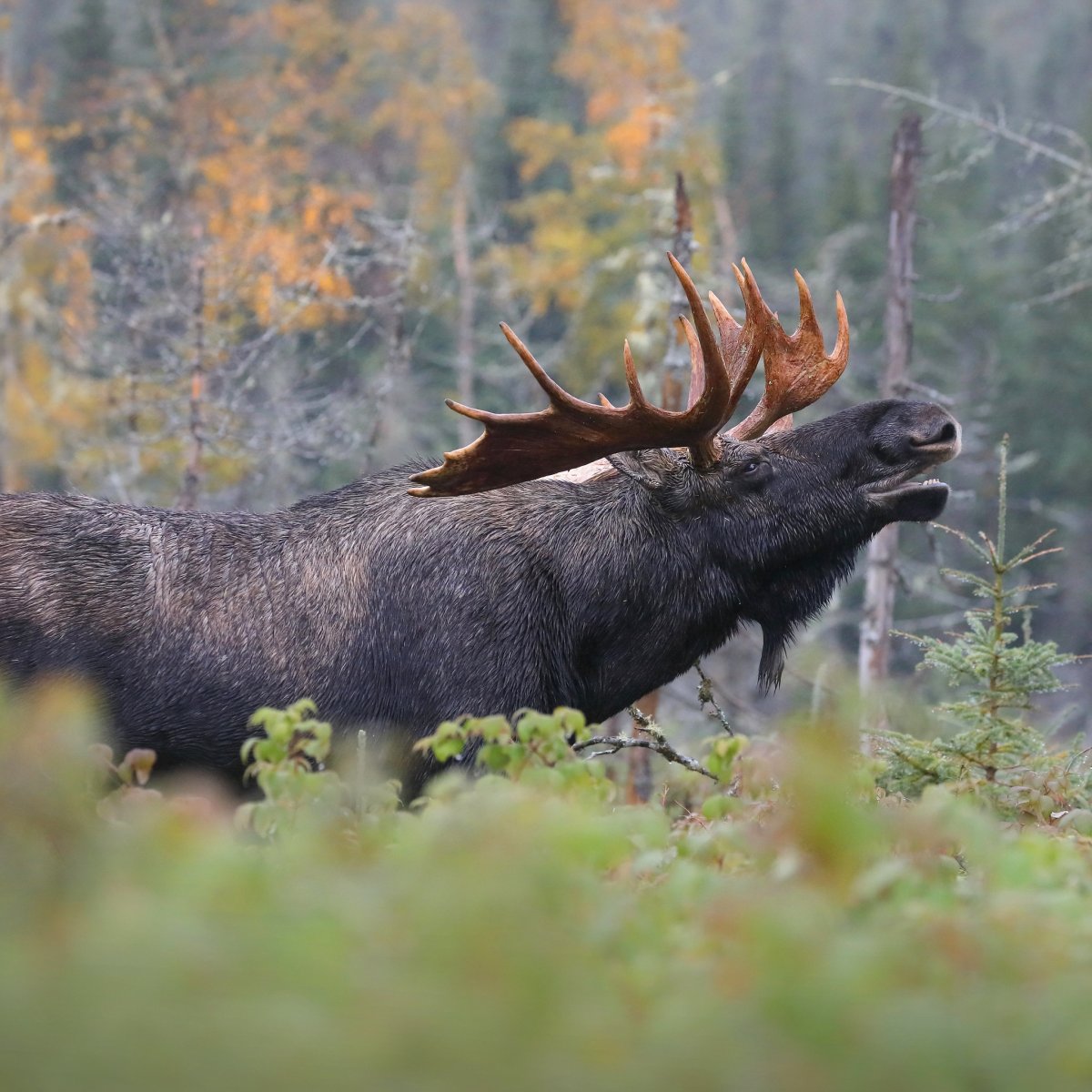 Лось Дальневосточный