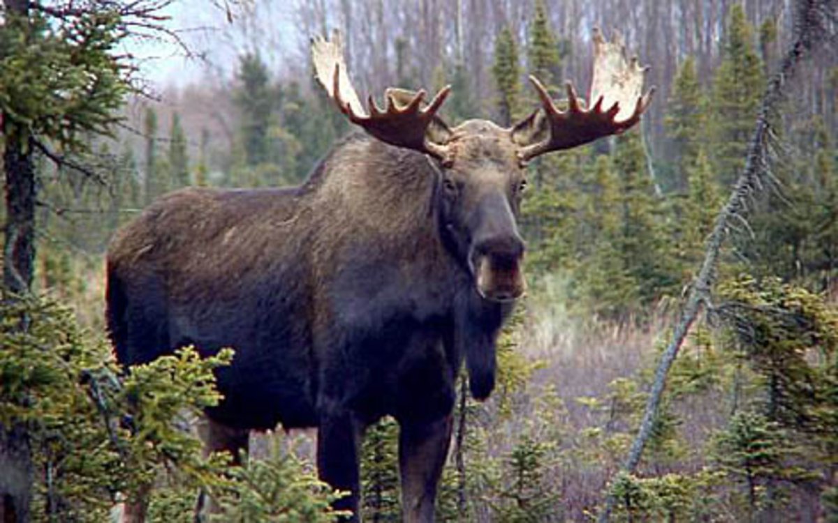 Лось в Вологодской области