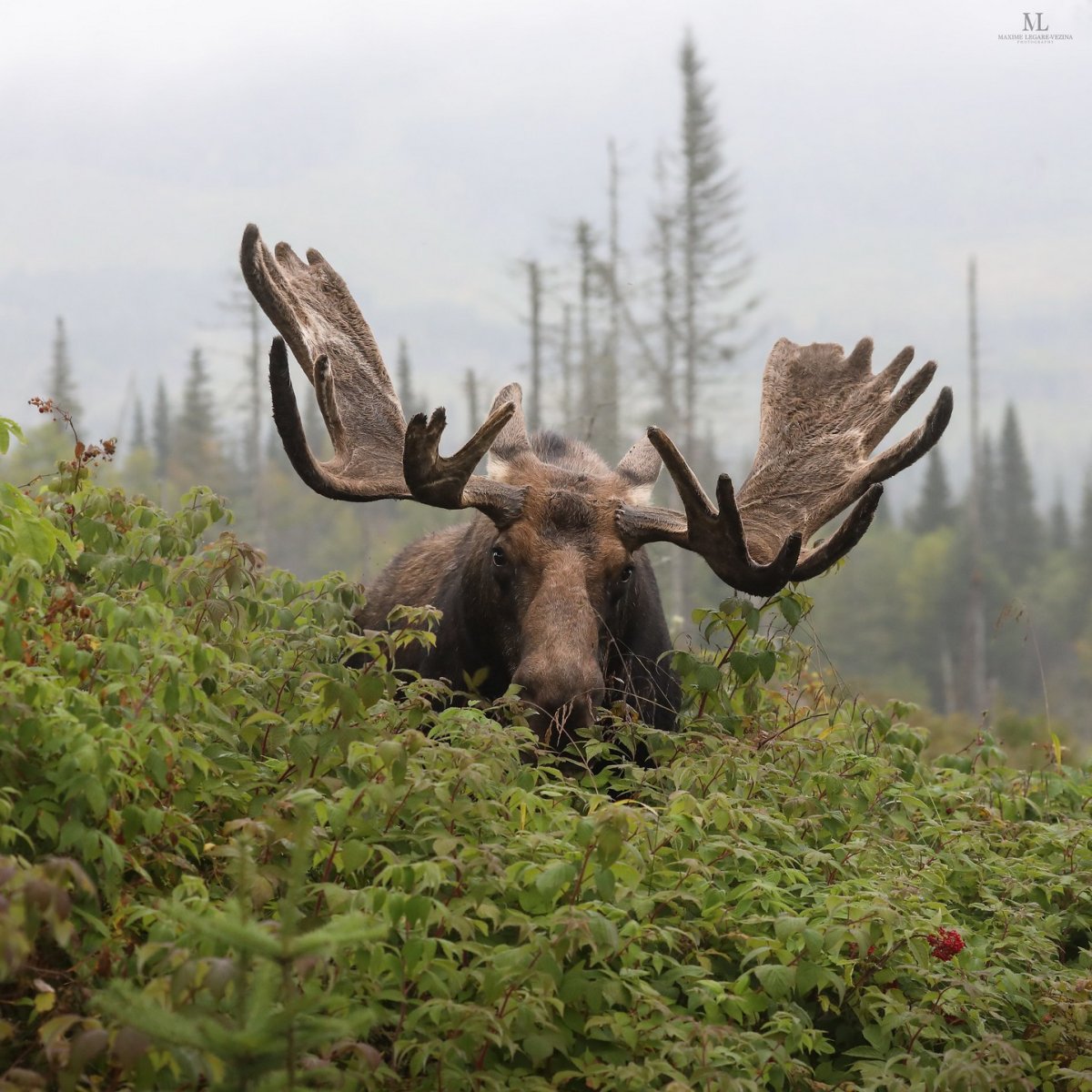 Лось сбрасывает рога