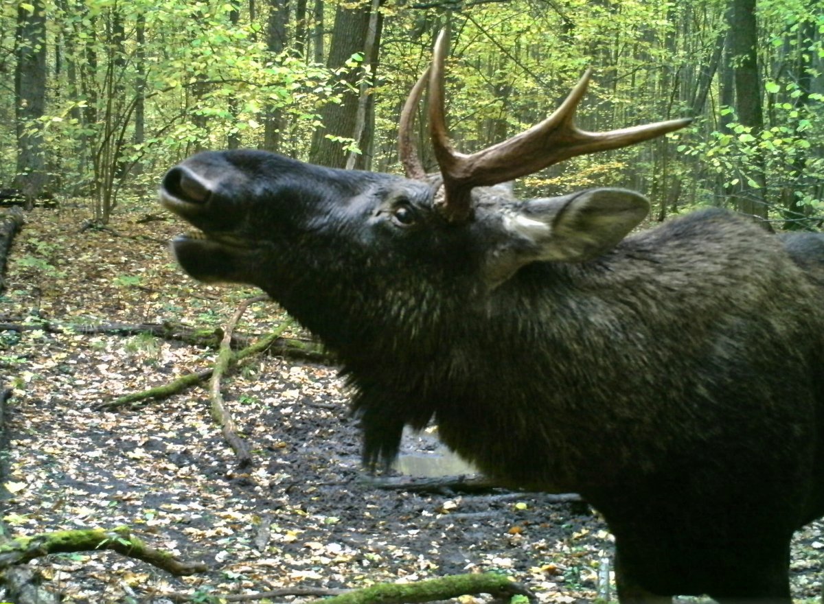Обитатели заповедника Брянский лес