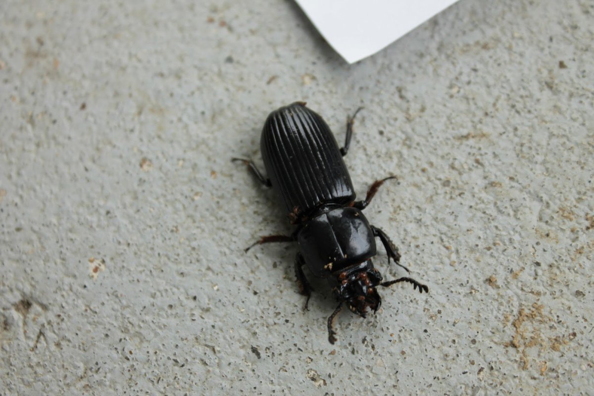 Жук черный хрущак