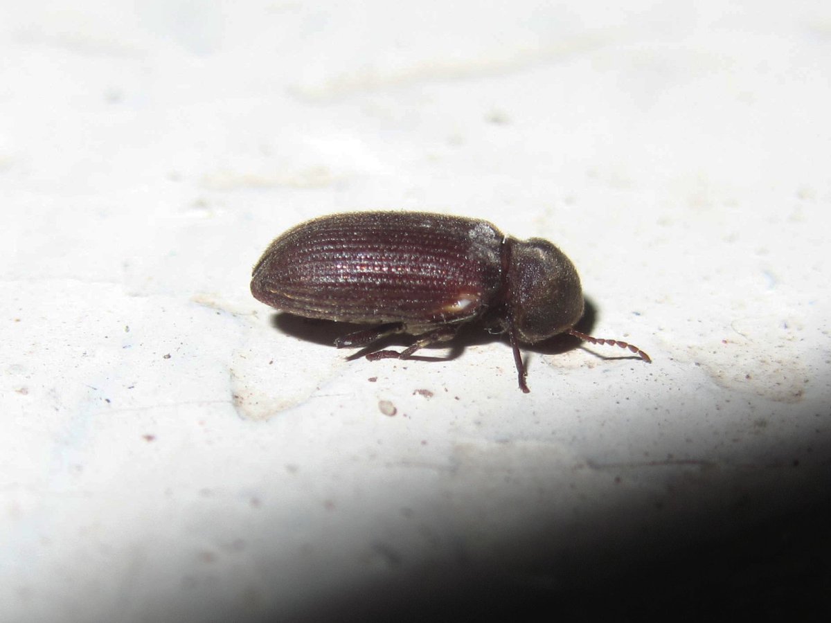 Жук кожеед норичниковый